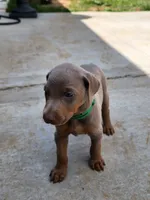 Green Collar, a male Doberman Pinscher for sale in Murfreesboro, TN – 4 of 6