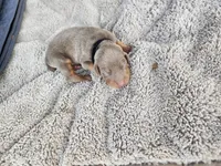 AKC Fawn black Collar 12/21/26 Christmas Puppy, a male Doberman Pinscher for sale in Murfreesboro, TN – 8 of 8