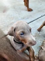 Black Collar, a male Doberman Pinscher for sale in Murfreesboro, TN – 6 of 6