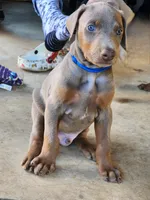 Blue Collar, a male Doberman Pinscher for sale in Murfreesboro, TN – 3 of 9