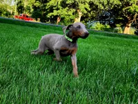 Green Collar, a male Doberman Pinscher for sale in Murfreesboro, TN – 2 of 10