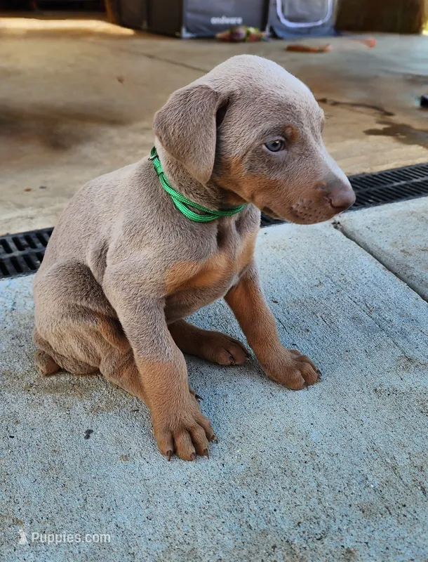 Green Collar – Doberman Pinscher puppy for sale in Murfreesboro, TN