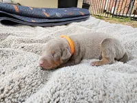 AKC Fawn orange collar 12/21/26 Christmas puppy, a male Doberman Pinscher for sale in Murfreesboro, TN – 4 of 5