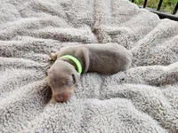 AKC Fawn green collar 12/21/26 Christmas Puppy, a male Doberman Pinscher for sale in Murfreesboro, TN – 3 of 9