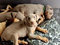 Red collar , a female Doberman Pinscher for sale in Murfreesboro, TN – 7 of 10
