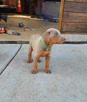 Green Collar, a male Doberman Pinscher for sale in Murfreesboro, TN – 3 of 6