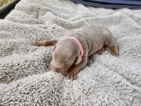 AKC Fawn pink collar 12/21/26 Christmas puppy, a female Doberman Pinscher for sale in Murfreesboro, TN – 4 of 5