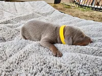 AKC Fawn yellow collar 12/21/26 Christmas puppy, a female Doberman Pinscher for sale in Murfreesboro, TN – 4 of 4