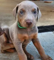 Green Collar, a male Doberman Pinscher for sale in Murfreesboro, TN – 2 of 6