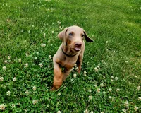 Black Collar, a male Doberman Pinscher for sale in Murfreesboro, TN – 4 of 9