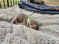 AKC Fawn green collar 12/21/26 Christmas Puppy, a male Doberman Pinscher for sale in Murfreesboro, TN – 7 of 9