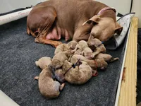 Fawn AKC Christmas pups 12/21/26 , a female Doberman Pinscher for sale in Murfreesboro, TN – 3 of 3