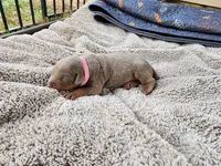 AKC Fawn pink collar 12/21/26 Christmas puppy, a female Doberman Pinscher for sale in Murfreesboro, TN – 5 of 5