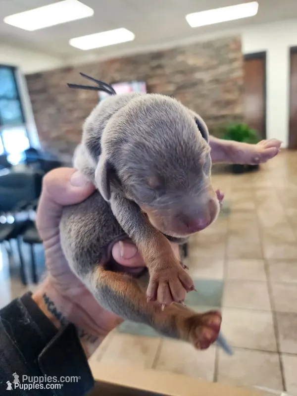 AKC Fawn Grey Collar 12/21/26 Christmas Puppy – Doberman Pinscher puppy for sale in Cardington, OH