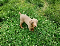 Green Collar, a male Doberman Pinscher for sale in Murfreesboro, TN – 4 of 10