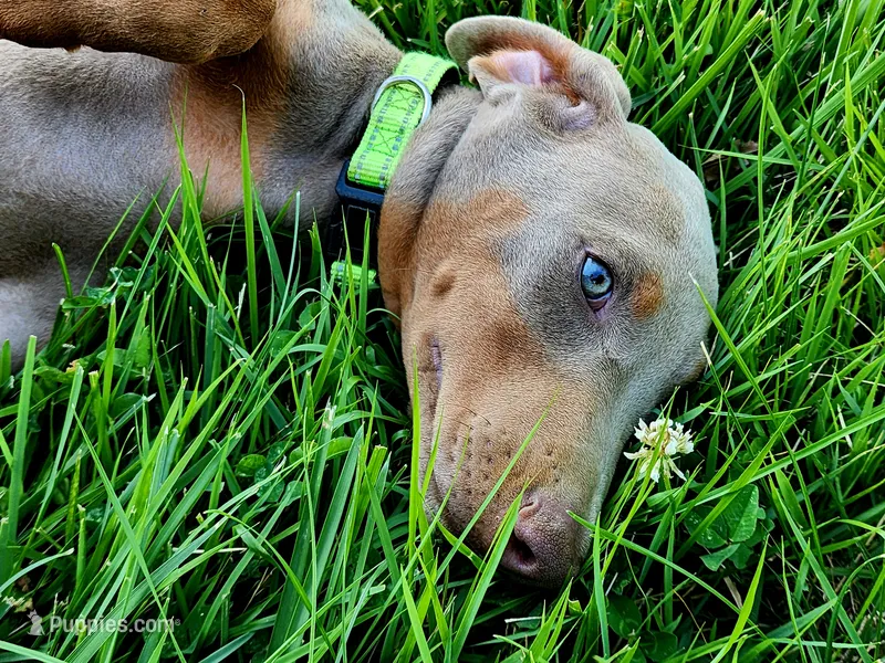 Green Collar – Doberman Pinscher puppy for sale in Murfreesboro, TN