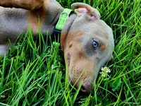 Green Collar, a male Doberman Pinscher for sale in Murfreesboro, TN – 1 of 10