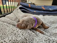 AKC Fawn purple collar 12/21/26 Christmas puppy, a female Doberman Pinscher for sale in Murfreesboro, TN – 5 of 7