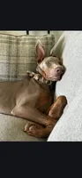 Rune , a male Doberman Pinscher for sale in Cardington, OH – 6 of 9