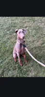 Rune , a male Doberman Pinscher for sale in Cardington, OH – 4 of 9