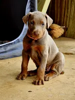 Pink collar, a female Doberman Pinscher for sale in Murfreesboro, TN – 4 of 9