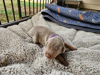 AKC Fawn purple collar 12/21/26 Christmas puppy, a female Doberman Pinscher for sale in Murfreesboro, TN – 2 of 7