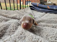 AKC Fawn green collar 12/21/26 Christmas Puppy, a male Doberman Pinscher for sale in Murfreesboro, TN – 2 of 9