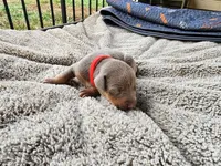 AKC Fawn Red collar 12/21/26 Christmas Puppy, a female Doberman Pinscher for sale in Murfreesboro, TN – 6 of 7