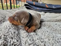 AKC Fawn black Collar 12/21/26 Christmas Puppy, a male Doberman Pinscher for sale in Murfreesboro, TN – 2 of 8