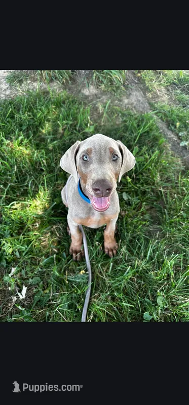 Rune , a male Doberman Pinscher for sale in Cardington, OH – 1 of 9