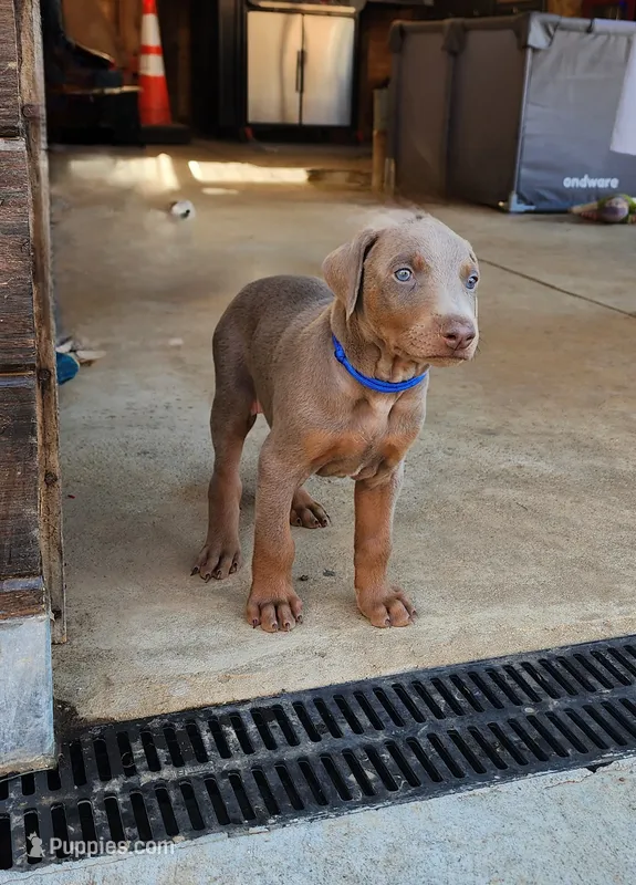 Blue Collar – Doberman Pinscher puppy for sale in Murfreesboro, TN