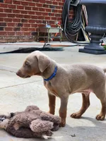 Blue Collar, a male Doberman Pinscher for sale in Murfreesboro, TN – 9 of 9