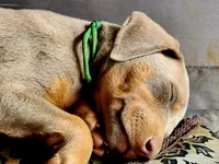 Green Collar, a male Doberman Pinscher for sale in Murfreesboro, TN – 2 of 10