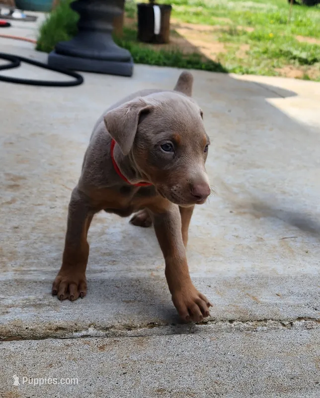 Red collar  – Doberman Pinscher puppy for sale in Murfreesboro, TN