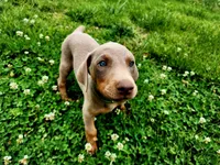 Green Collar, a male Doberman Pinscher for sale in Murfreesboro, TN – 3 of 10