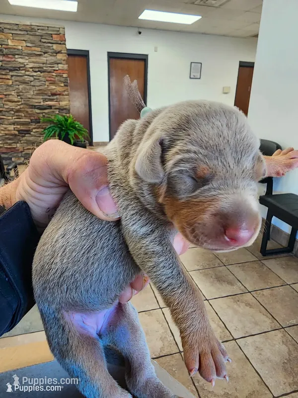AKC Fawn Light Green Collar 12/21/26 Christmas Puppy – Doberman Pinscher puppy for sale in Cardington, OH