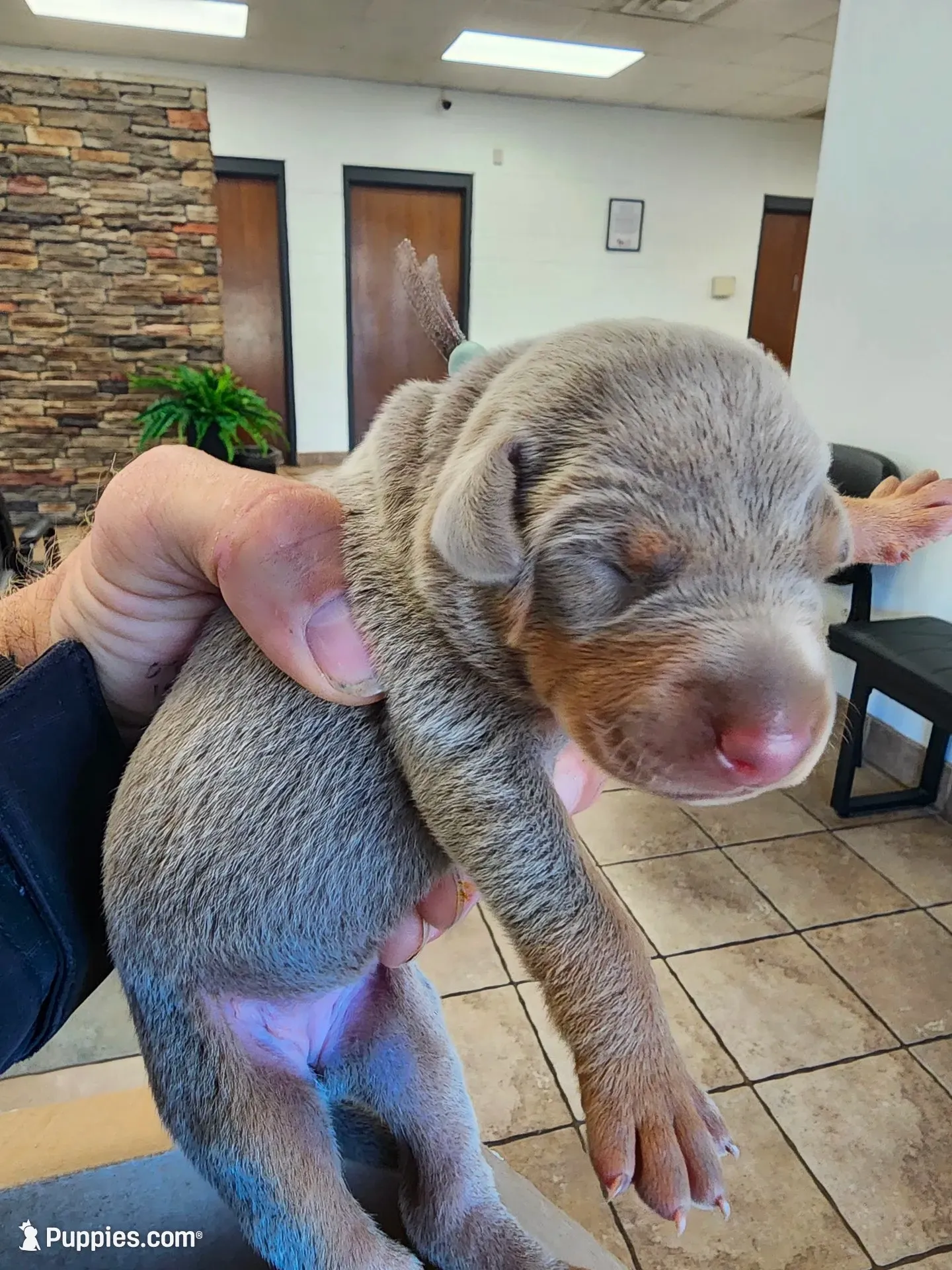 AKC Fawn Light Green Collar 12/21/26 Christmas Puppy, a female Doberman Pinscher for sale in Cardington, OH – 1 of 2