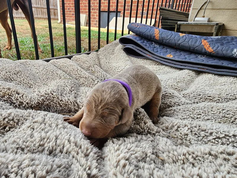 AKC Fawn purple collar 12/21/26 Christmas puppy – Doberman Pinscher puppy for sale in Murfreesboro, TN