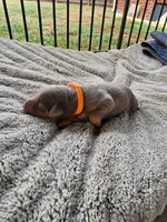 AKC Fawn orange collar 12/21/26 Christmas puppy, a male Doberman Pinscher for sale in Murfreesboro, TN – 5 of 5