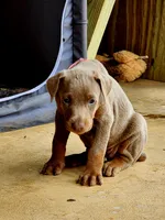 Pink collar, a female Doberman Pinscher for sale in Murfreesboro, TN – 2 of 9