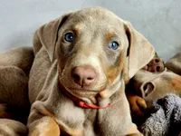 Red collar , a female Doberman Pinscher for sale in Murfreesboro, TN – 6 of 10