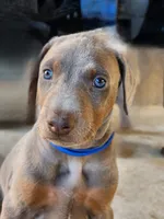 Blue Collar, a male Doberman Pinscher for sale in Murfreesboro, TN – 8 of 9
