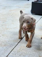 Red collar , a female Doberman Pinscher for sale in Murfreesboro, TN – 3 of 5
