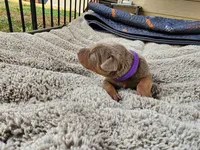 AKC Fawn purple collar 12/21/26 Christmas puppy, a female Doberman Pinscher for sale in Murfreesboro, TN – 4 of 7