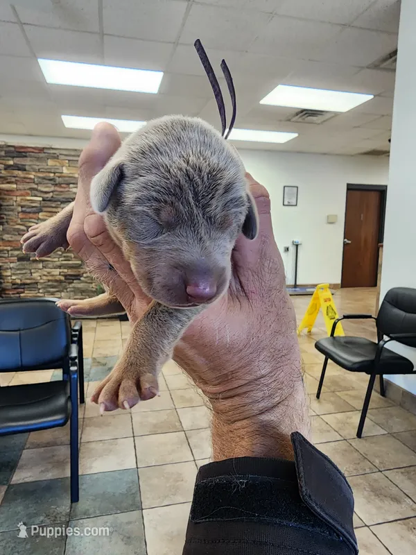 AKC Black collar Fawn 12/21/26 Christmas Puppy – Doberman Pinscher puppy for sale in Cardington, OH