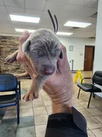 AKC Black collar Fawn 12/21/26 Christmas Puppy, a male Doberman Pinscher for sale in Cardington, OH – 1 of 2