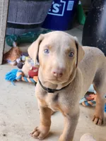 Black Collar, a male Doberman Pinscher for sale in Murfreesboro, TN – 4 of 6