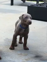 Blue Collar, a male Doberman Pinscher for sale in Murfreesboro, TN – 6 of 9
