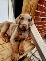 Black Collar, a male Doberman Pinscher for sale in Murfreesboro, TN – 3 of 9