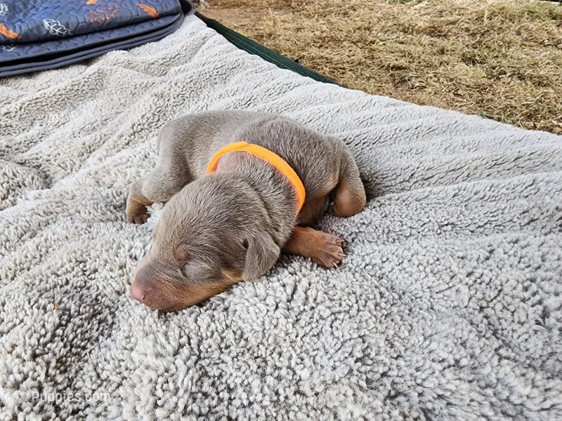 AKC Fawn orange collar 12/21/26 Christmas puppy – Doberman Pinscher puppy for sale in Murfreesboro, TN